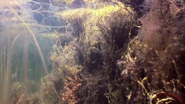 Zeewier zonlicht onderwater zeebodem van witte zee Rusland. — Stockvideo