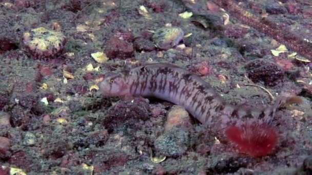 Pout de anguila pez cordero percibido en el lecho marino bajo el agua en el océano del Mar Blanco . — Vídeos de Stock
