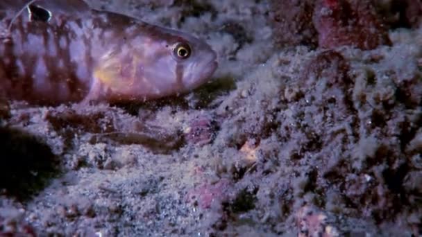 Pout de enguia peixe de carneiro perciforme no fundo do mar subaquático no oceano do Mar Branco . — Vídeo de Stock