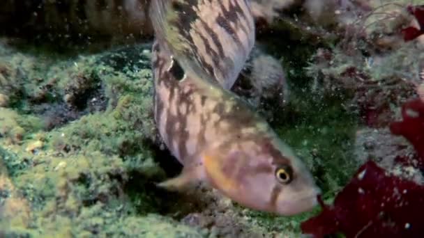 Koyun eti balık perciform su altında beyaz deniz okyanus, deniz dibinin üzerinde yılan balığı surat. — Stok video