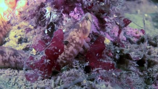 Pout de anguila pez cordero percibido en el lecho marino bajo el agua en el océano del Mar Blanco . — Vídeos de Stock