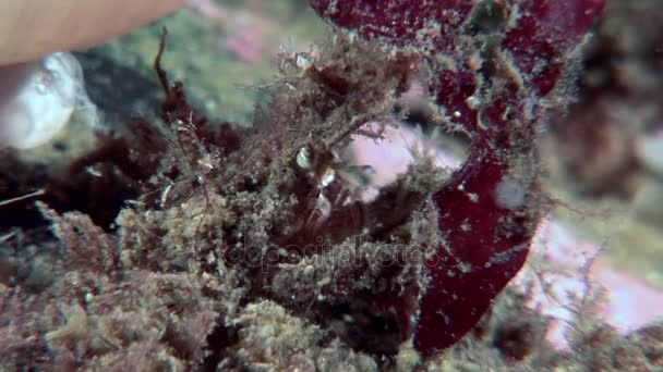 Krab Oberhof maskers camouflage onderwater op zoek naar voedsel op de zeebodem van de Witte Zee. — Stockvideo
