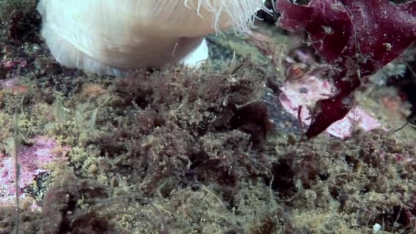 Krab hios maski kamuflażu pod wodą w poszukiwaniu żywności na dnie morza białego. — Wideo stockowe