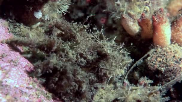 Krabba hios masker kamouflage under vattnet på jakt efter mat på havsbotten i vita havet. — Stockvideo