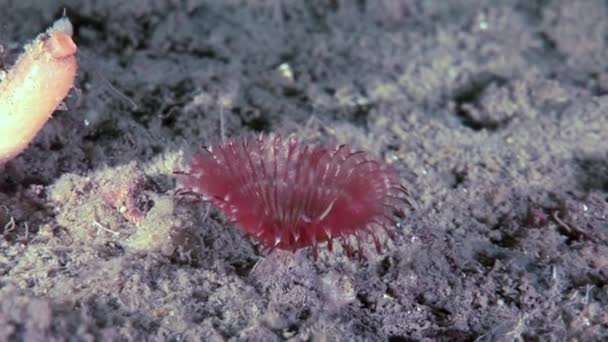 Marine worms Chone infundibuliformis hide on seabed underwater of White Sea. — Stock Video