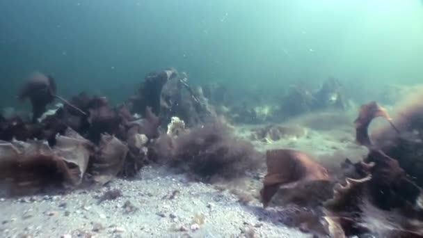 Zeewier laminaria voedsel onderwater zeebodem van witte zee Rusland. — Stockvideo