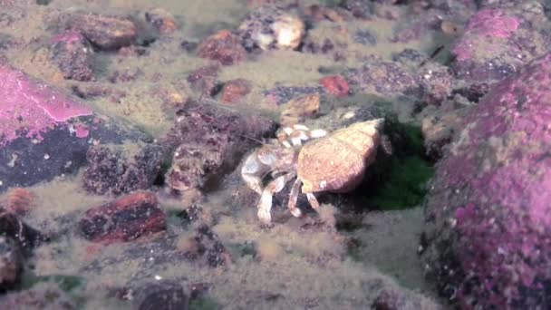 Rakovina poustevník krab pod vodou při hledání potravy na mořské dno z Bílého moře. — Stock video