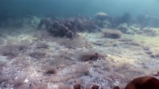 Alger laminaria mat undervattens havsbotten i vita havet Ryssland. — Stockvideo
