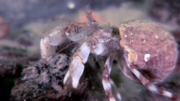 Рак рак-відлюдник під водою в пошуках їжі на морському дні біле море. — стокове відео