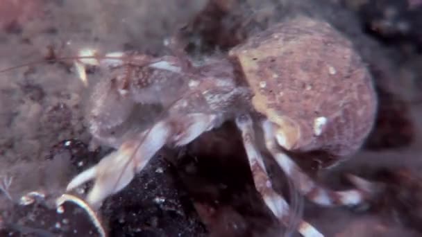 Cancro granchio eremita sott'acqua in cerca di cibo sui fondali del Mar Bianco . — Video Stock