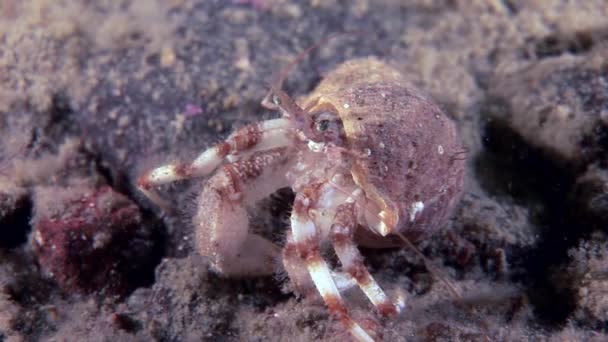 Cancer eremit krabba under vattnet på jakt efter mat på havsbotten i vita havet. — Stockvideo