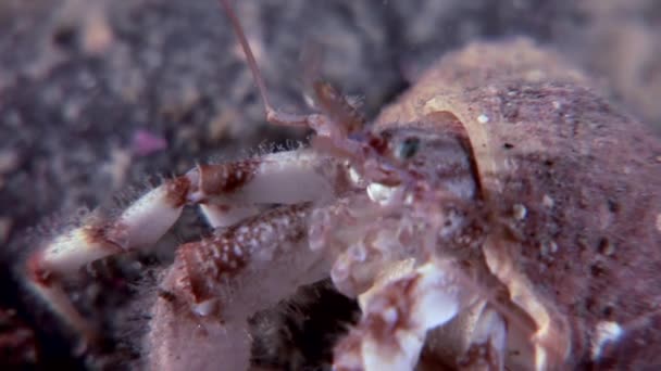 Cáncer de cangrejo ermitaño bajo el agua en busca de alimentos en los fondos marinos del Mar Blanco . — Vídeos de Stock