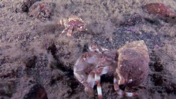 Большой папа и маленький ребенок рак отшельник краб под водой на дне Белого моря . — стоковое видео