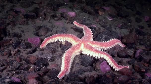 Kırmızı deniz yıldızı su altında beyaz deniz dibinin üzerinde kapatın. — Stok video