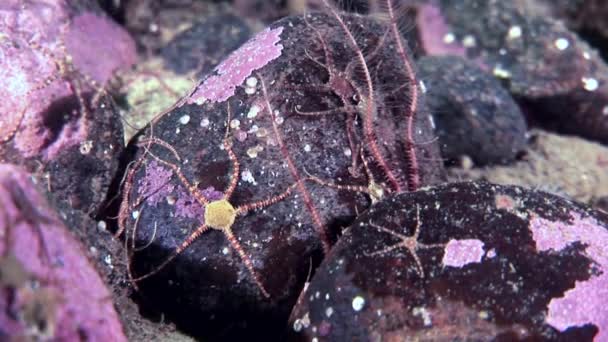 Ophiuroidea Stachelhäuter Seesterne hautnah unter Wasser auf dem Meeresboden des weißen Meeres. — Stockvideo