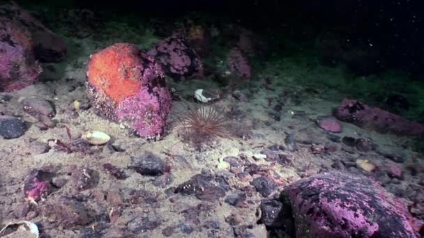 Kırmızı anemone actinia yakın çekim su altında beyaz deniz dibinin üzerinde. — Stok video