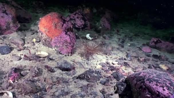 Anémona roja actinia de cerca bajo el agua en los fondos marinos del Mar Blanco . — Vídeo de stock