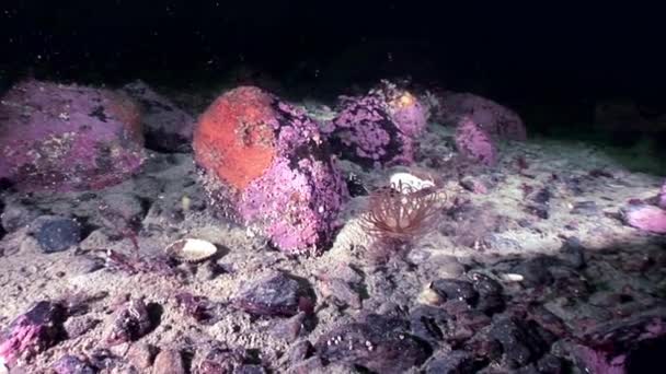 Anémona roja actinia de cerca bajo el agua en los fondos marinos del Mar Blanco . — Vídeos de Stock