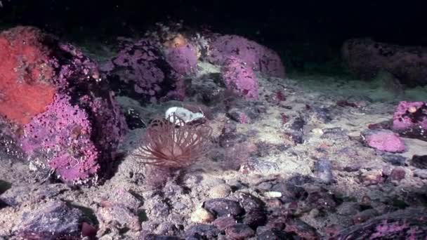 Anémona roja actinia de cerca bajo el agua en los fondos marinos del Mar Blanco . — Vídeos de Stock