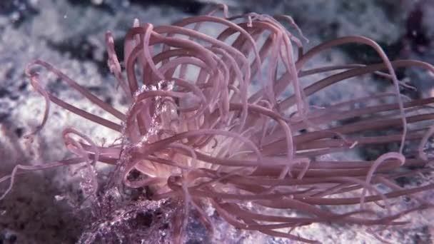 Piros anemone actinia közelről víz alatti tengerfenék fehér-tenger. — Stock videók