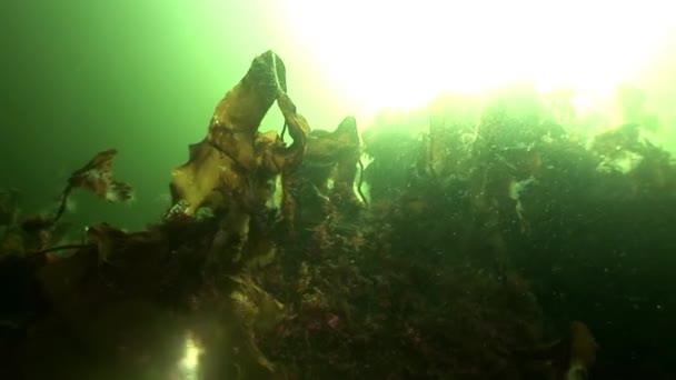 Zeewier laminaria zonlicht voedsel onderwater zeebodem van witte zee Rusland. — Stockvideo