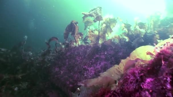 Zeewier laminaria zonlicht voedsel onderwater zeebodem van witte zee Rusland. — Stockvideo