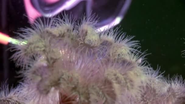 Scuba diver and white fluffy metridium underwater on seabed of White Sea. — Stock videók