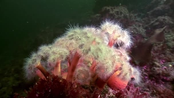 Білий пухнастим metridium під водою на морському дні біле море. — стокове відео