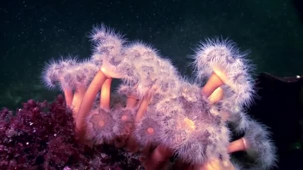 Metridium fofo branco subaquático no fundo do mar Branco . — Vídeo de Stock