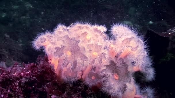 Metridium duveteux blanc sous-marin sur le fond marin de la mer Blanche . — Video