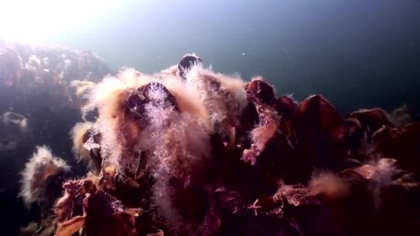 Algas laminaria luz solar alimentos bajo el agua fondos marinos del Mar Blanco Rusia . — Vídeo de stock