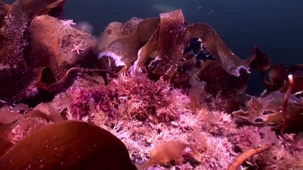 Buceador y algas laminaria alimentos fondo marino del Mar Blanco Rusia . — Vídeos de Stock