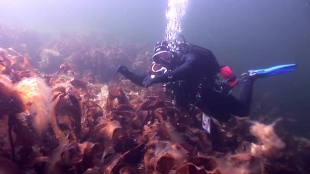 Ныряльщик с аквалангом и водорослями ламинария продовольствие под водой морского дна Белого моря Россия . — стоковое видео