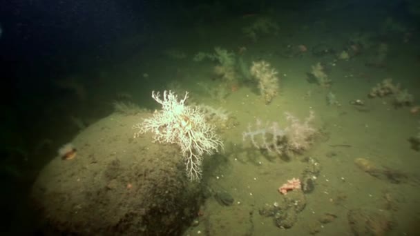 Gorgonie e bianchi soffici coralli molli sott'acqua sui fondali del Mar Bianco . — Video Stock