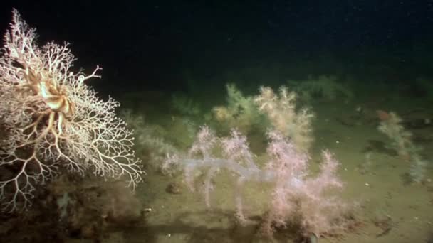 Gorgonian és fehér bolyhos puha korallok víz alatti a tengerfenék fehér-tenger. — Stock videók