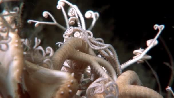 Gorgonian tatlı su altında beyaz deniz dibinin. — Stok video