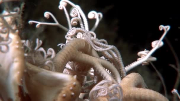 Gorgonien Nahaufnahme unter Wasser auf dem Meeresboden des weißen Meeres. — Stockvideo