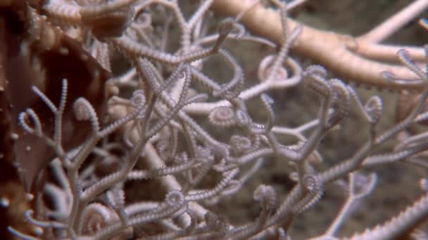 Hoornkoralen close-up onderwater op de zeebodem van de Witte Zee. — Stockvideo