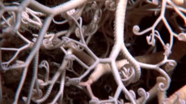 Gorgonian closeup underwater on seabed of White Sea. — Stock Video