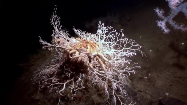 Hoornkoralen close-up onderwater op de zeebodem van de Witte Zee. — Stockvideo