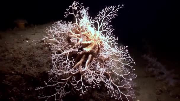 Gros plan gorgonien sous-marin sur le fond marin de la mer Blanche . — Video