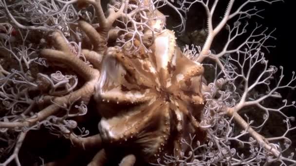 Gorgonian närbild under vattnet på havsbotten i vita havet. — Stockvideo