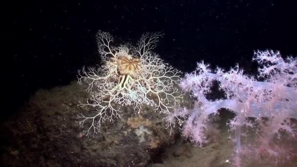 Gorgonian och vit fluffig mjuk korall under vattnet på havsbotten i vita havet. — Stockvideo