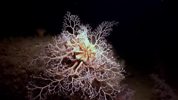 Gorgonien Nahaufnahme unter Wasser auf dem Meeresboden des weißen Meeres. — Stockvideo