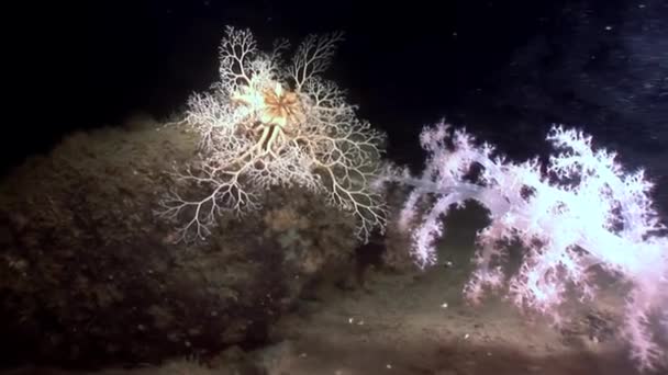 Gorgonian and white fluffy soft coral underwater on seabed of White Sea. — Stock Video