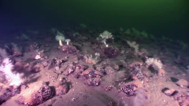 Wit pluizig zacht koraal onderwater op de zeebodem van de Witte Zee. — Stockvideo