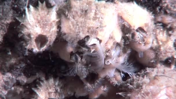 Solha flatfish subaquático no fundo do mar em busca de alimentos no Mar Branco Rússia . — Vídeo de Stock