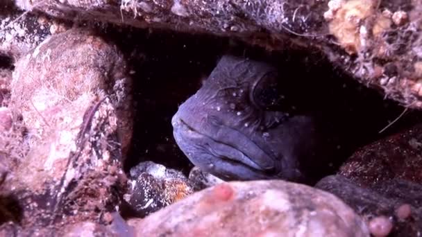 Lancet vis meerval op zeebodem onderwater in de oceaan van witte zee. — Stockvideo