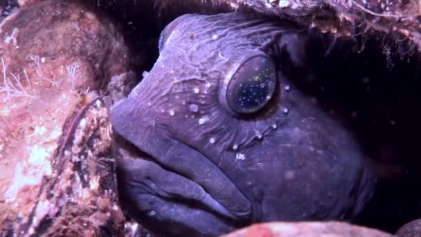 Lancet peixe bagre no fundo do mar subaquático no oceano do Mar Branco . — Vídeo de Stock