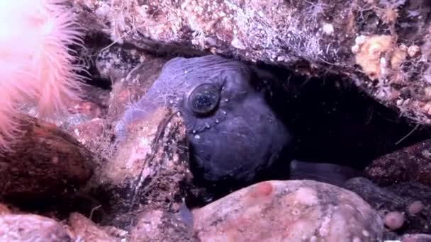 Lancet ryb sumec na mořském dně pod vodou v oceánu bílé moře. — Stock video